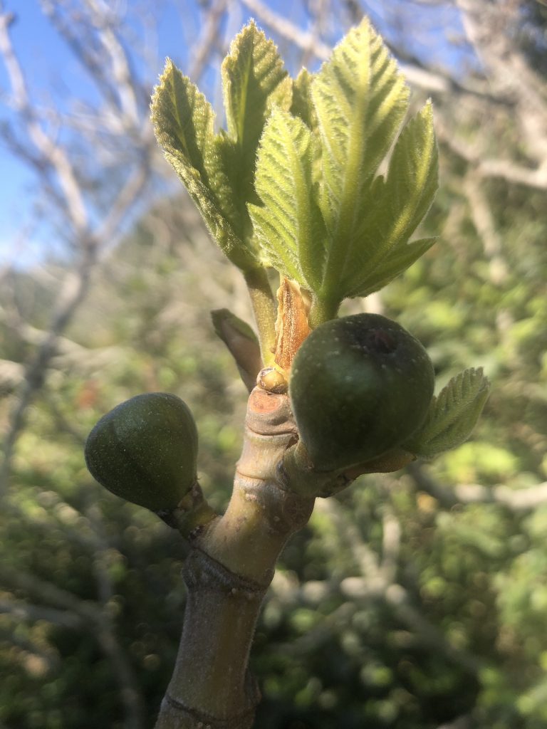 page la naturo de mo 3 figuier