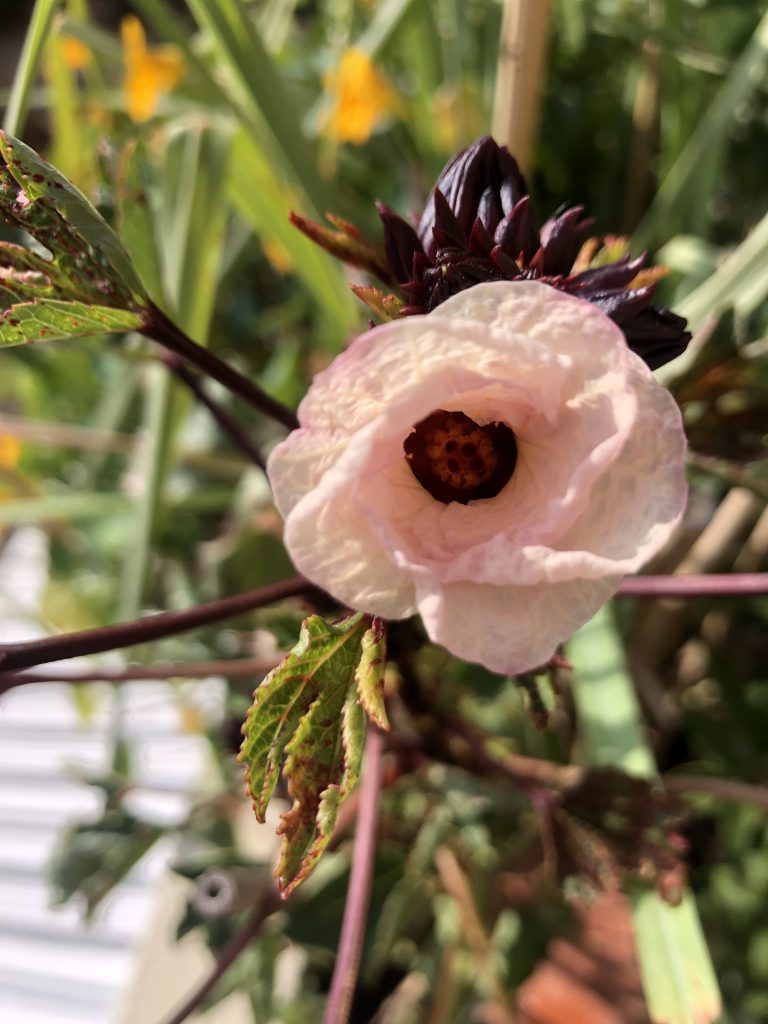 page la naturo de mo1 hibiscus naissant